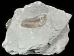 Prone Flexicalymene Trilobite In Shale - Ohio #52203-1